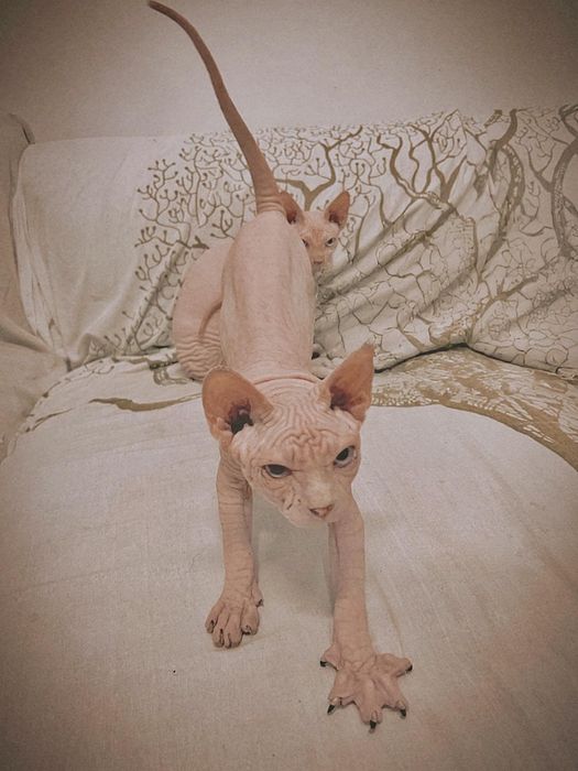 Sphynx pronto a sair