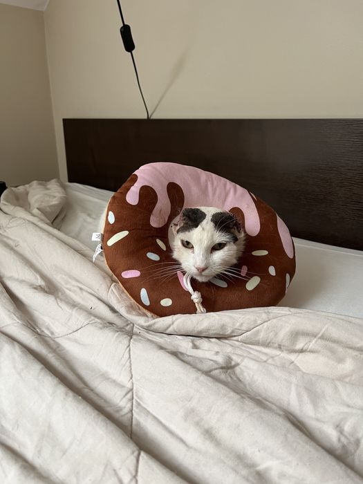 Biała czarna kotka bez uszu wykastrowana adopcja szuka domu