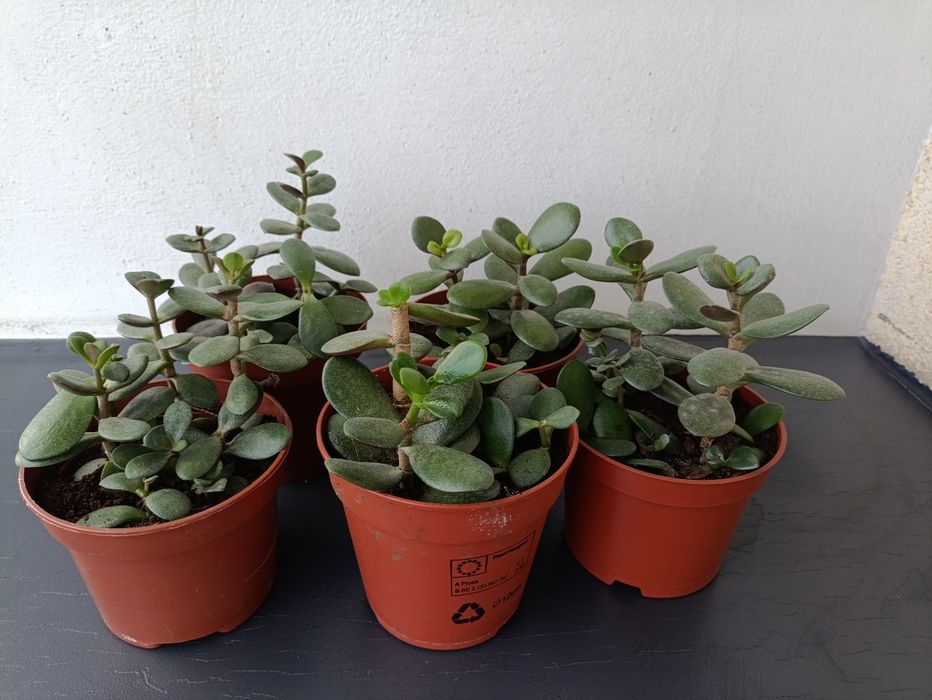 Roślina żywa GRUBOSZ Drzewko Szczęścia