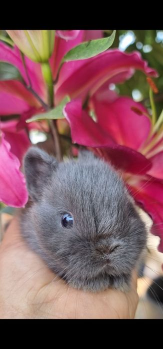 Coelhos anões Raças puras vacinados