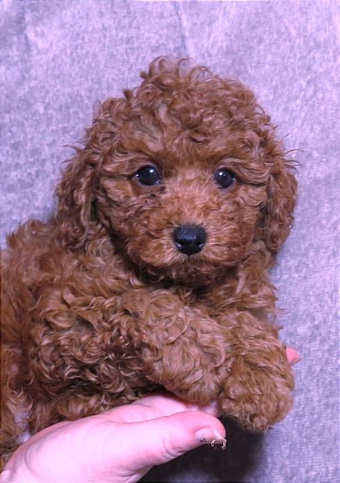 Той Пудель Ред Браун з документами клубу