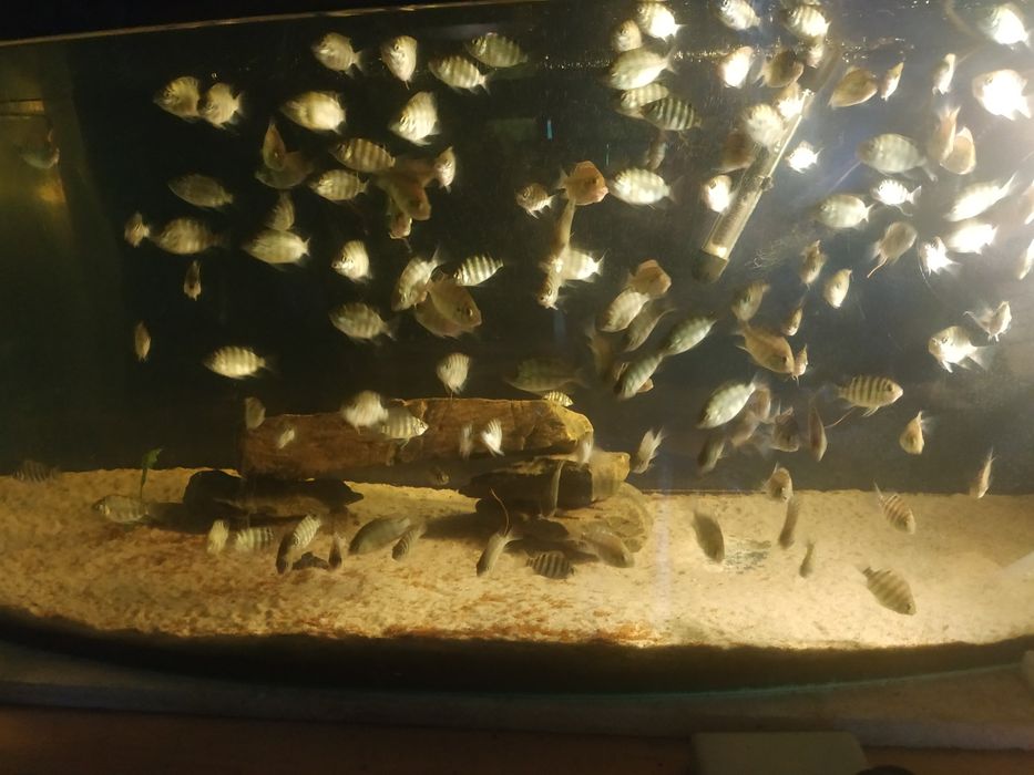 Pielęgnice Tilapia mariae młode