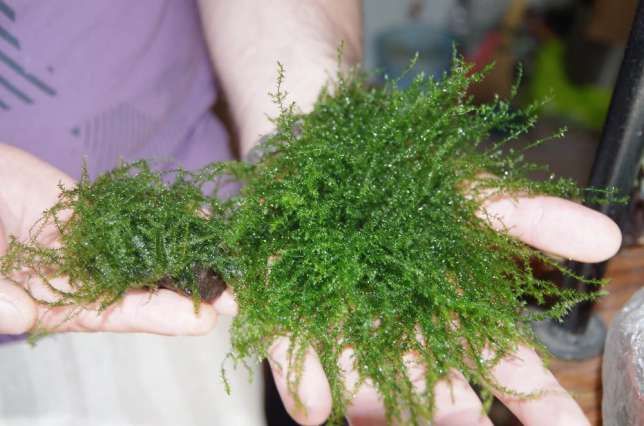 Мох бабл порция 4 на 6