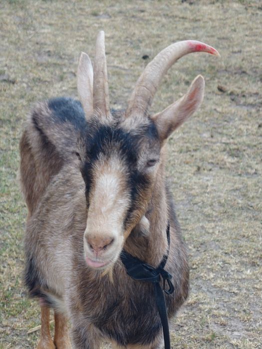 Koza alpejska wysoko  mleczna