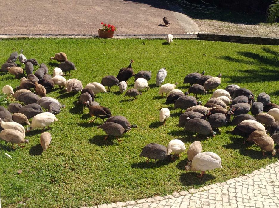 Fracas / galinhas de angola