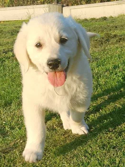 Szczeniak Golden Retriever