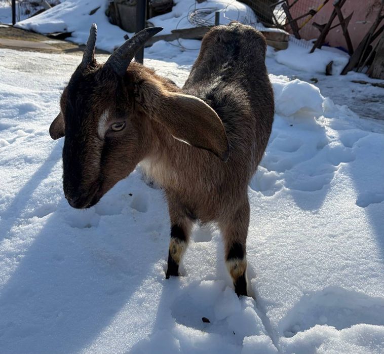 Коза Англо-Нубійська