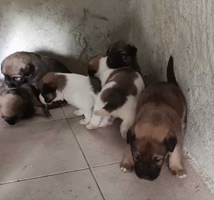 Doa-se filhote de cão porte Grande