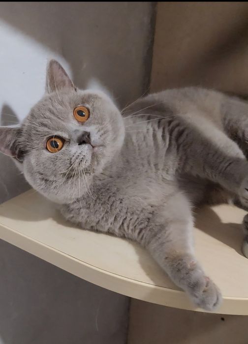 Британський котик