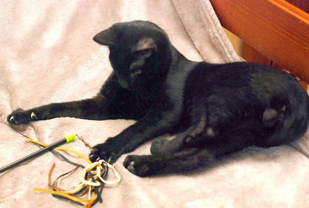 Гарний грайливий котик Франциско чекає на кото-батьків (4 міс.). Кот