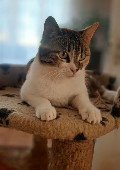 Стерилізована киця, кішка у хороші руки