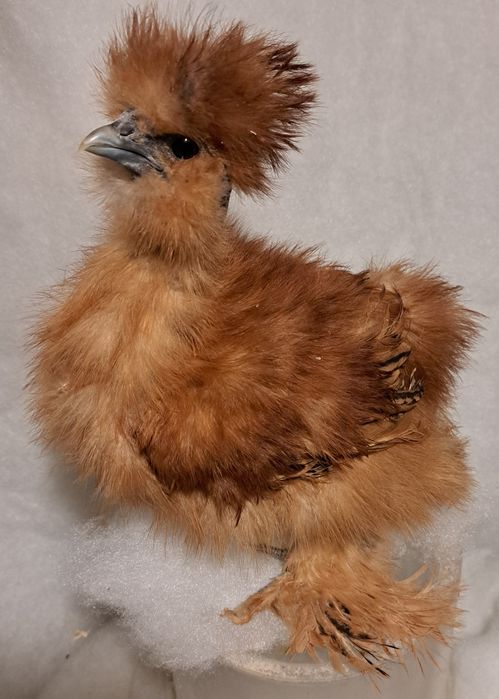 Sprzedam młode  Koguty