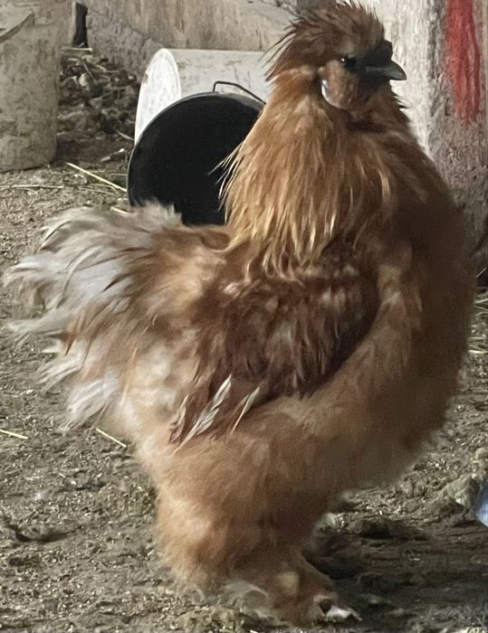 Sprzedam lub wymienię  koguta (Silka)