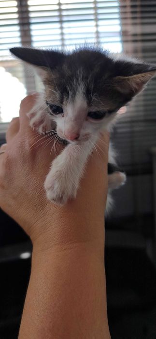 5 gatinhos para dar