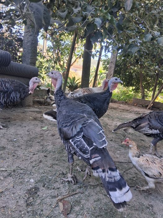Peruas Adultas .