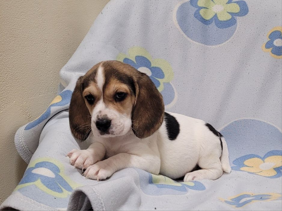 Cachorrinha beagle tricolor
