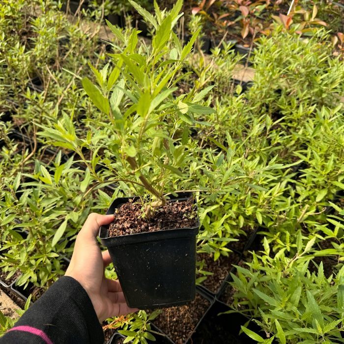 Barbula klandońska 'Dark Knight' (Caryopteris) Doniczka 2.0L