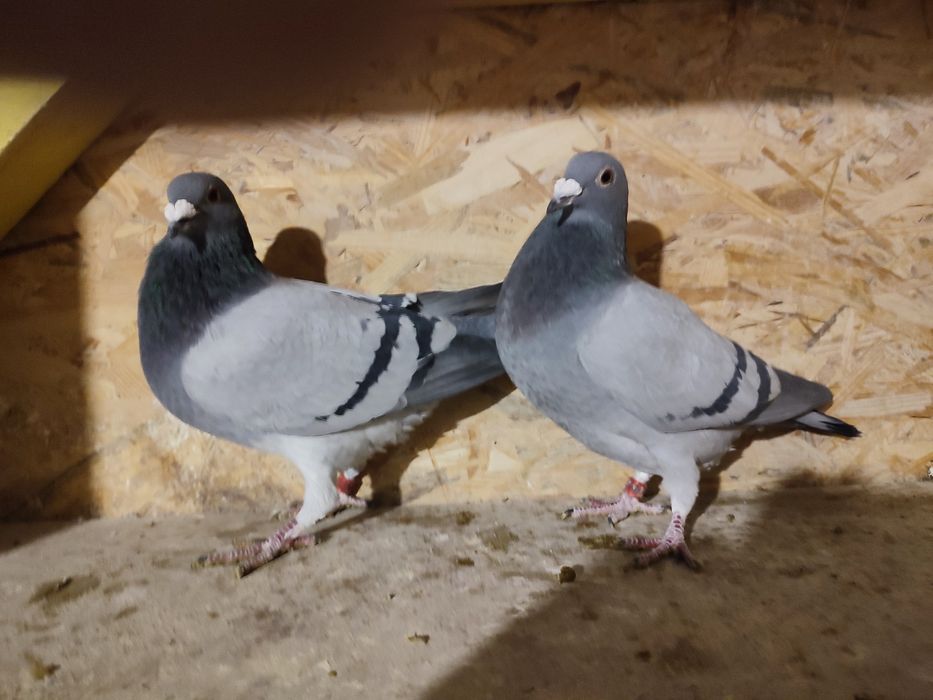 Likwidacja hodowli gołębi pocztowych.