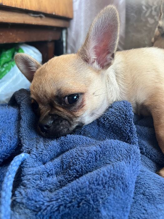 Песики в люблячу родину