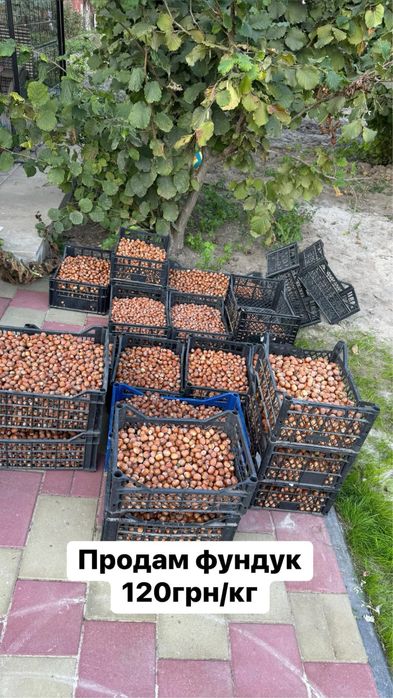 Продам фундук від 10кг