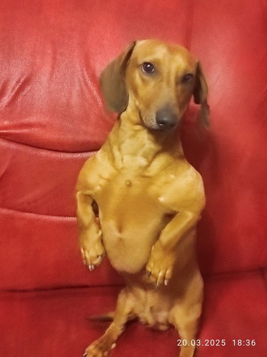 Хлопчик такса для вязки