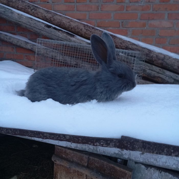 Кролик гарної окраси