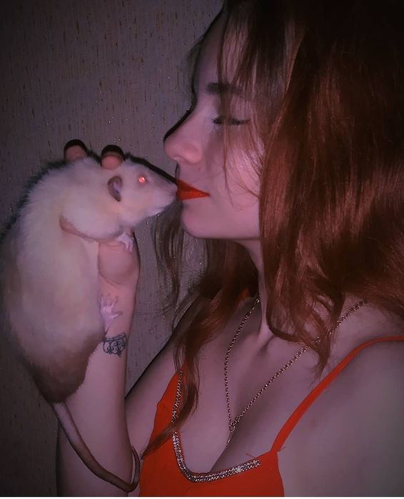 Сиамские дамбо крысята