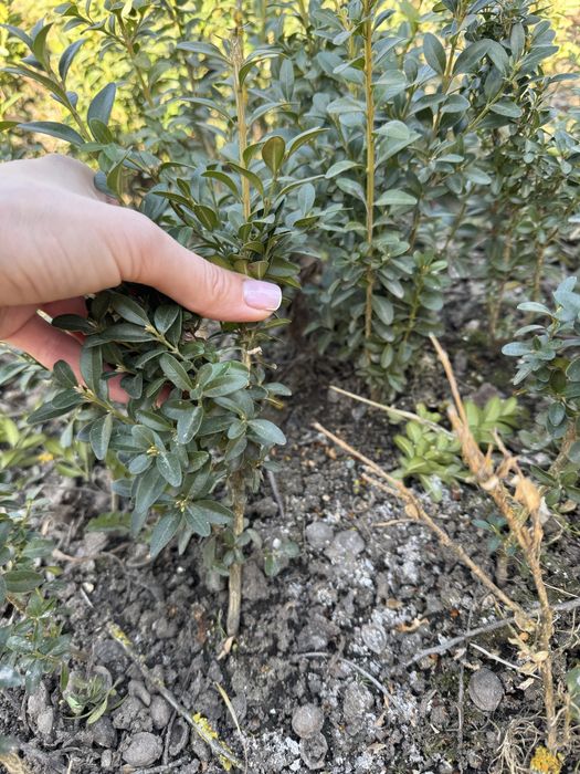 Саджанці самшиту