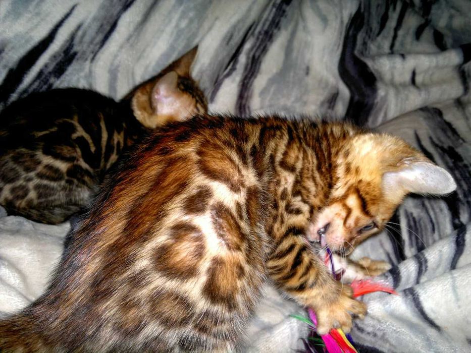 Ексклюзивний бенгальський BENn24 хлопчик за адекватну ціну!