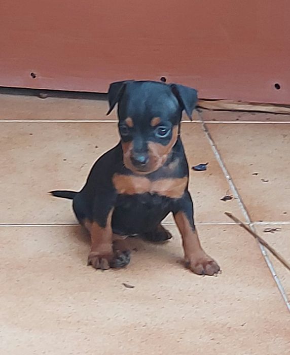Pinscher miniatura