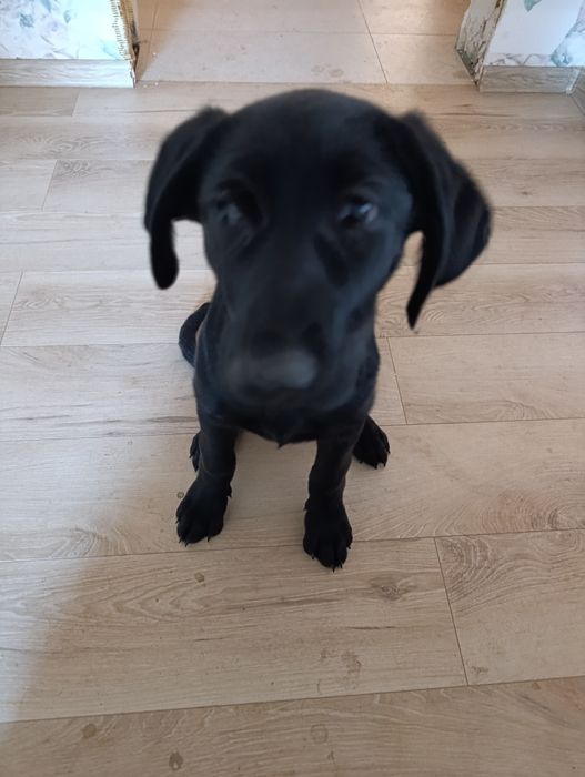 Метис курцхара і вівчарки 3 місяці