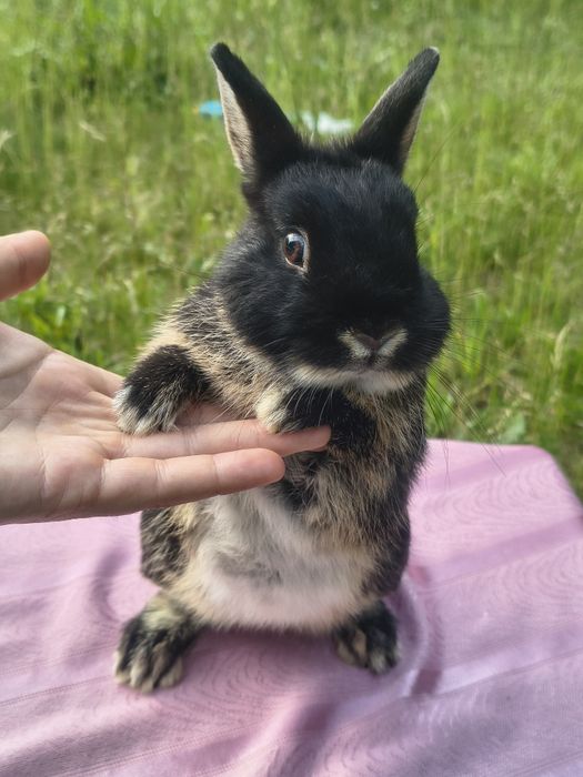 Karzełek niderlandzki / Teddy / do kg w dorosłości