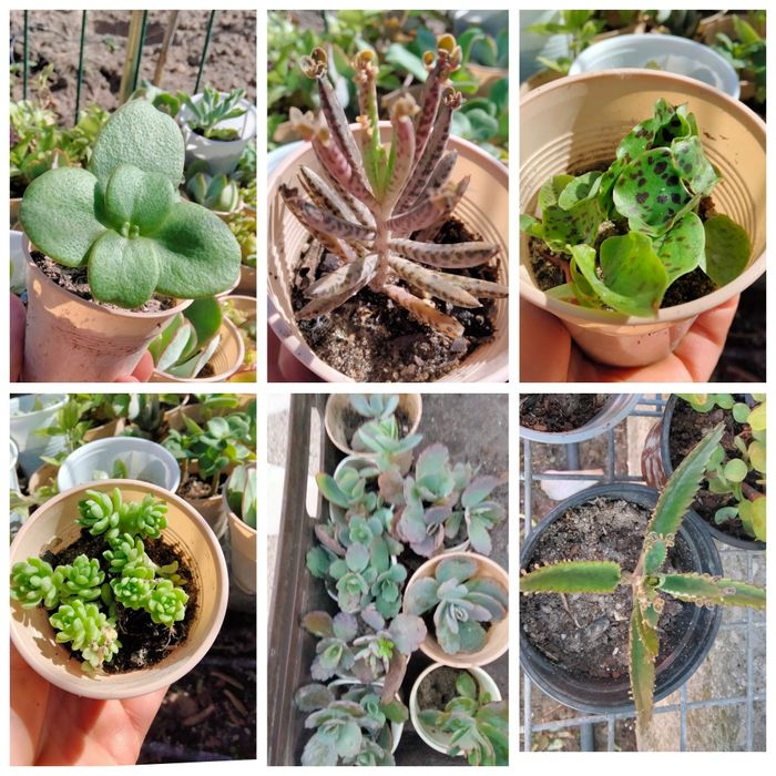 Suculentas criadas na rua