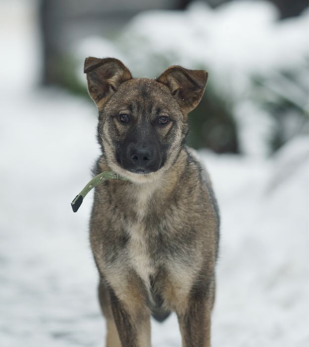 Цуценя в добрі руки. Дівчинка