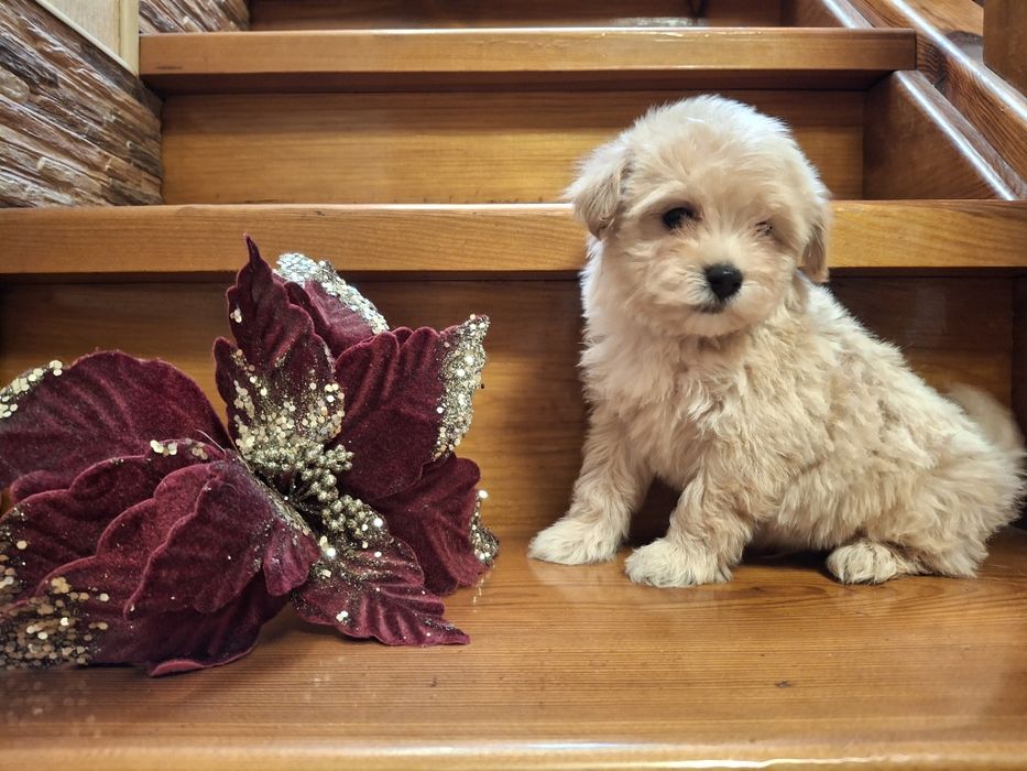 Мини малыш Мальтипу!