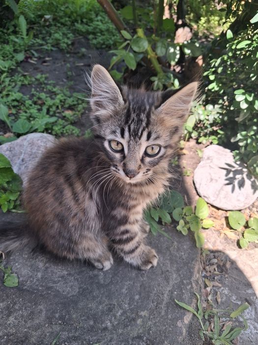 Котята в доброе руки