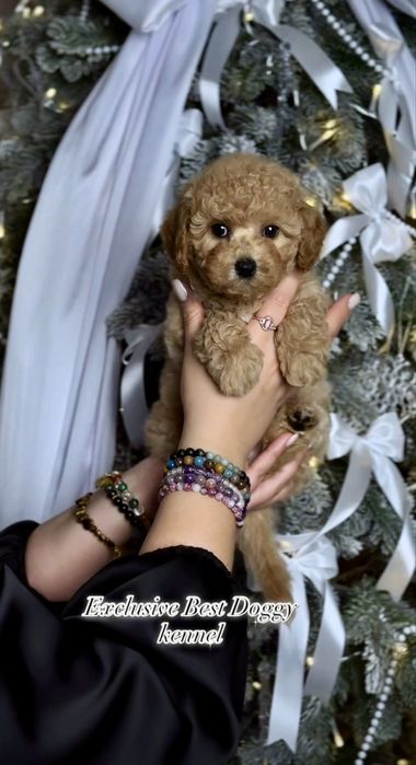 Карамельні яскраві дівчата і хлопчики. Цуценята мальтіпу ф1. Мальтіпу