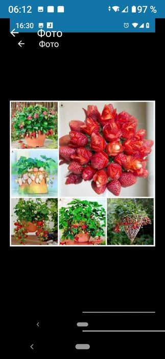 Семена клубничного дерева