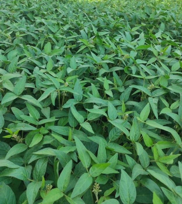 Канадська соя АББІ 1-А РЕПРОДУК на ПОСІВ! Рання Відправка НП! Делівері