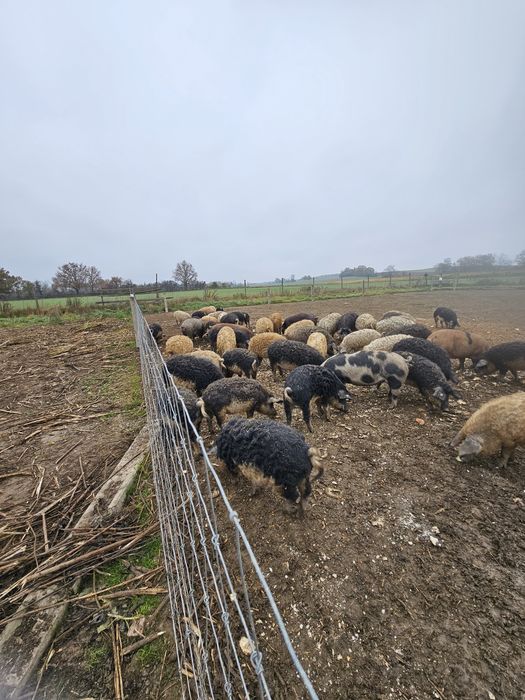 Karczek z mangalicy wędzony tradycyjnie baleron wieprzowy