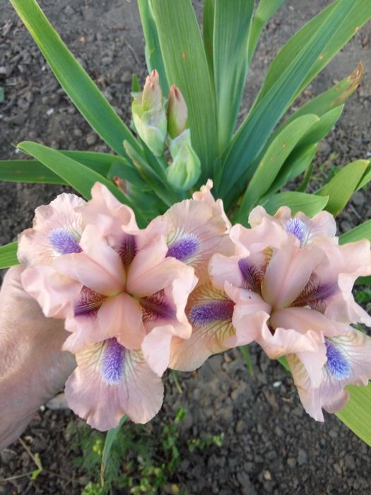 Молодило 8 сортов.Ирис карлик