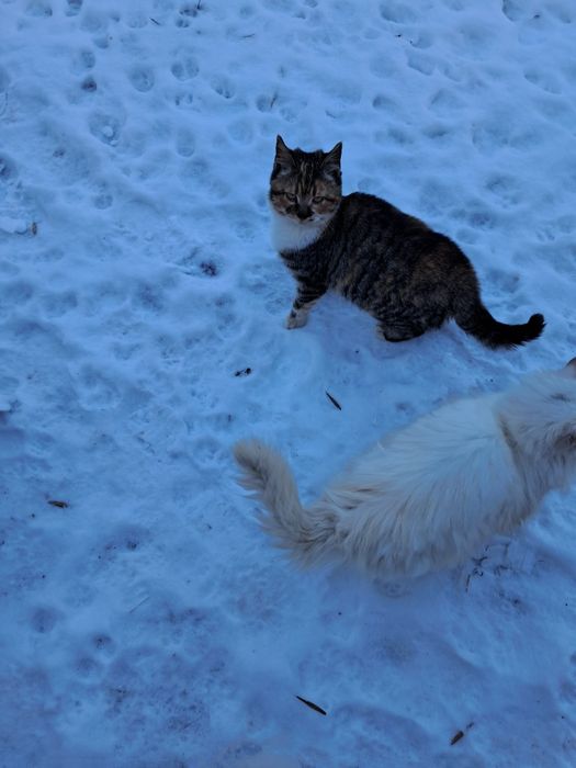 Котики безкоштовно