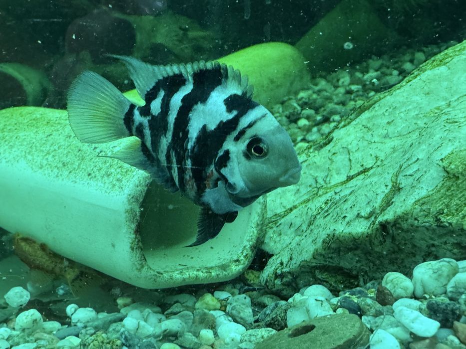 Рибка Папуга блакитна панда скалярія лабео шарк папугай