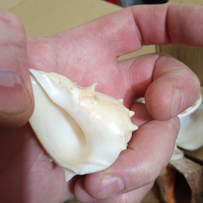 Ракушки для аквариума,звёзды, конек,кораллы