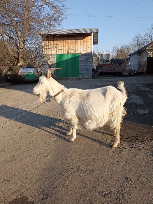 Продам молочну козу