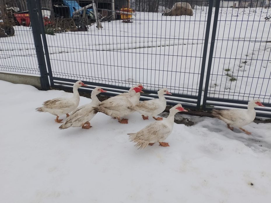 Sprzedam kaczki i kaczora