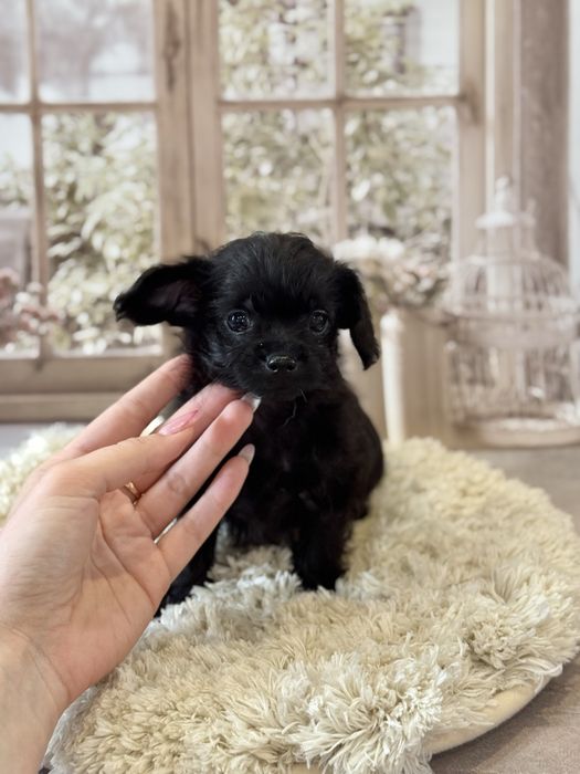 Кому черненьку собачку , щенки от любви