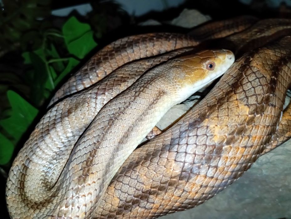 Wąż smugowy Pantherophis alleghaniensis 2025