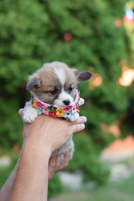 Коргі Пемброк дівчатка  та хлопчики неймовірно гарні