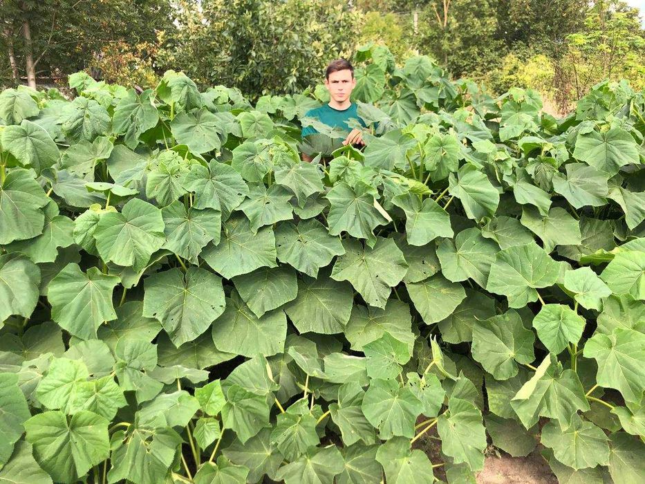 Павловнія легені планети.